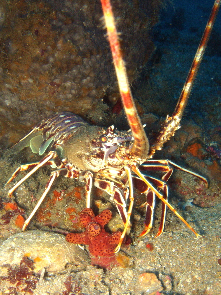 European Spiny Lobster underwater Malta