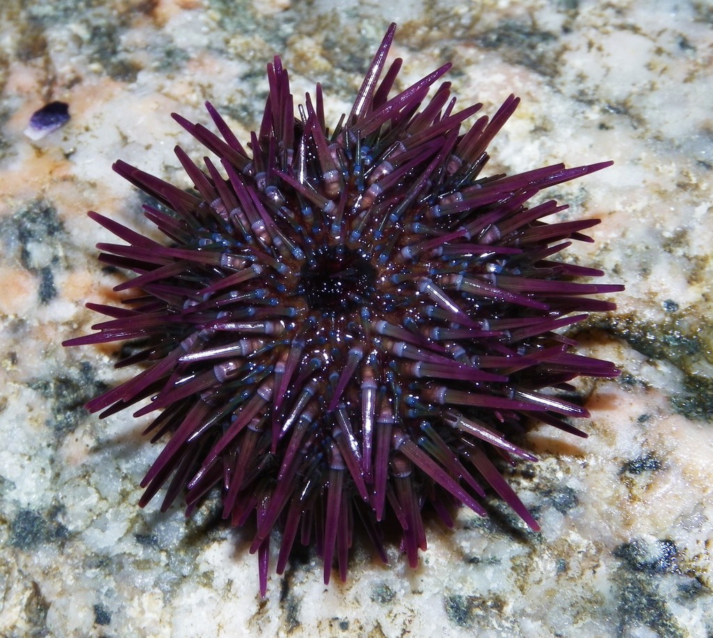 Purple Sea Urchin underwater Malta