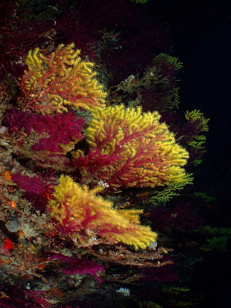 Violescent Sea Whip underwater Malta