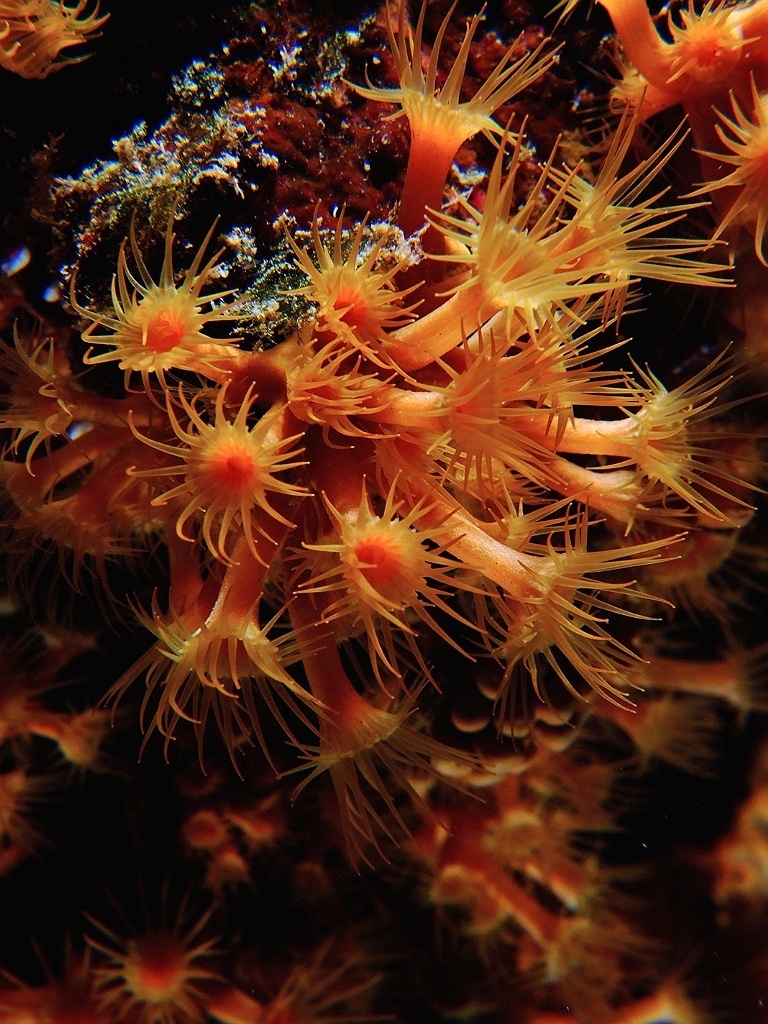 Yellow Cluster Anemone underwater Malta