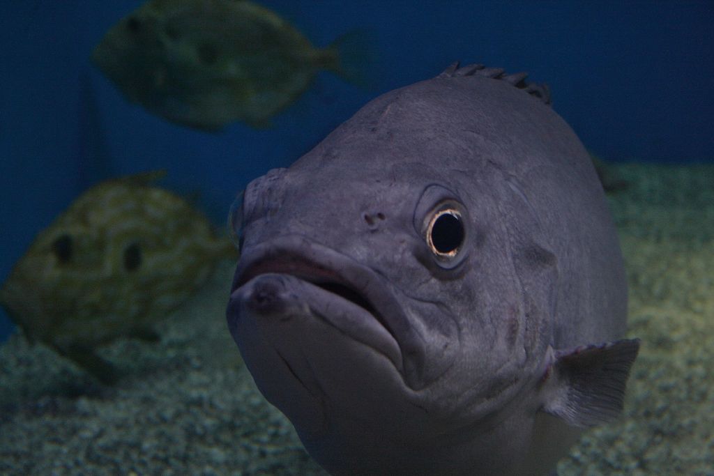 Atlantic Wreckfish underwater Malta