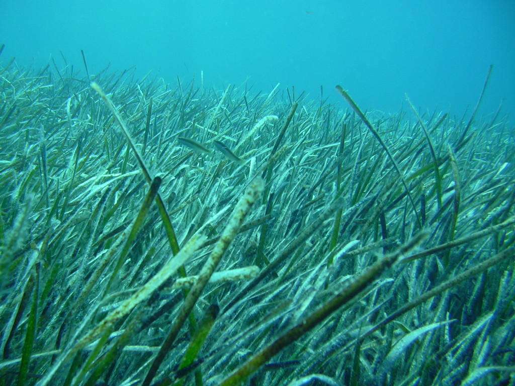 Neptune Grass underwater Malta