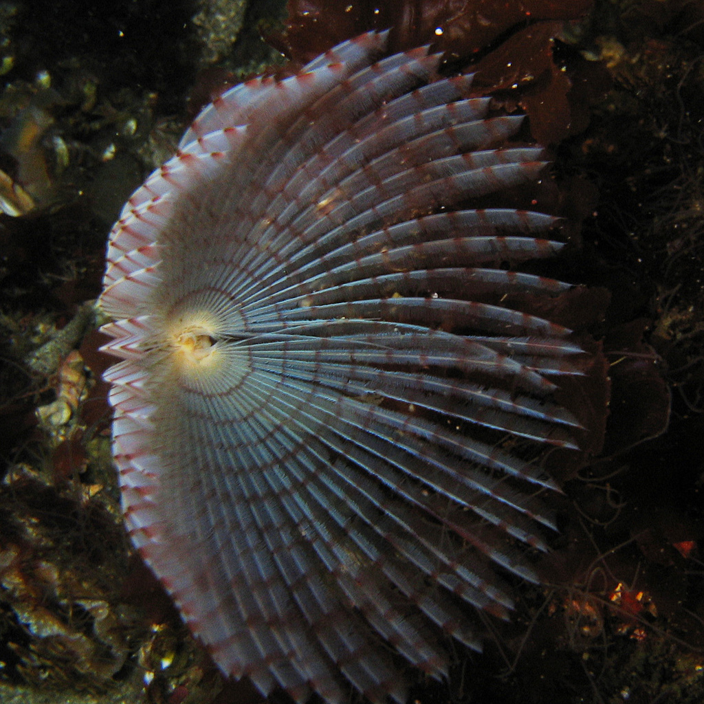 Peacock Worm underwater Malta