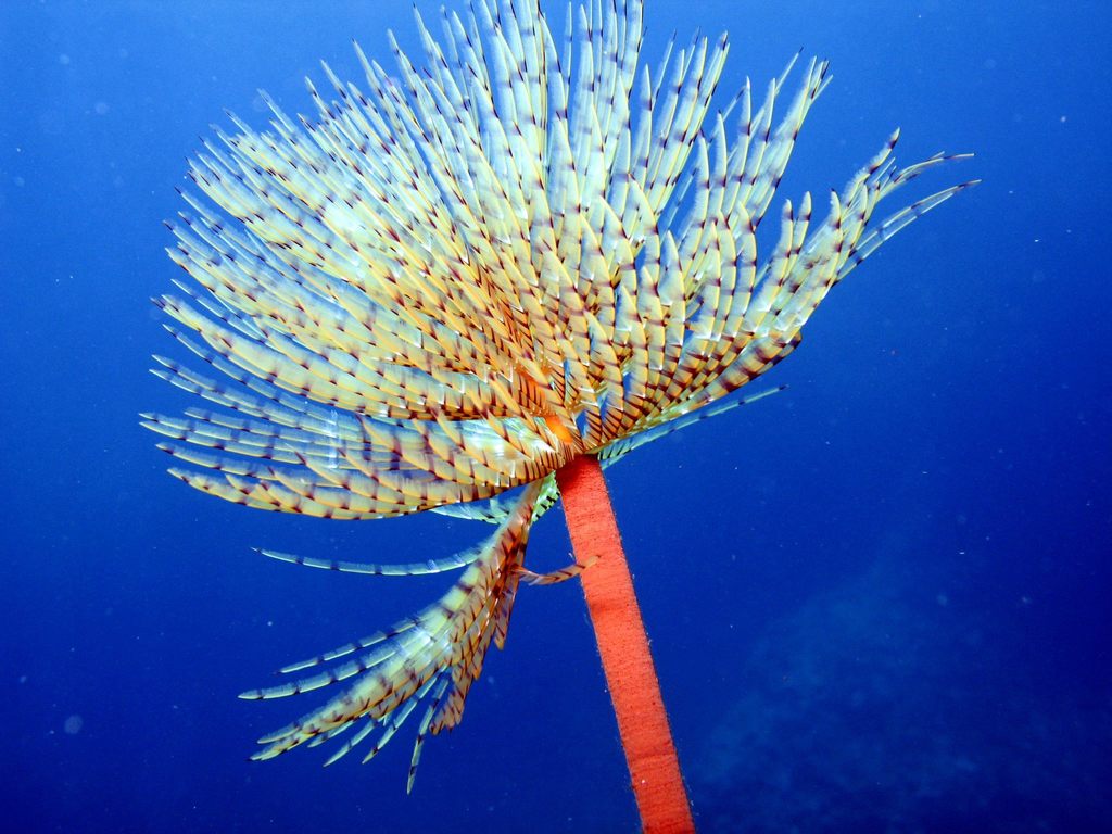 European Fan Worm underwater Malta