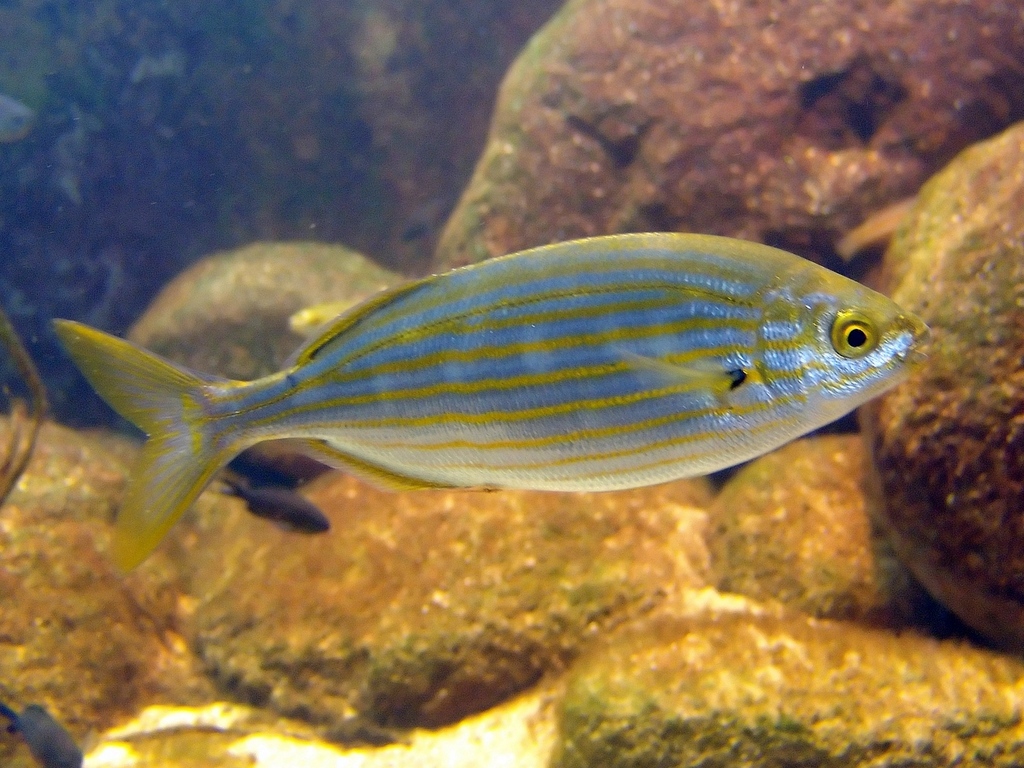 Salema underwater Malta