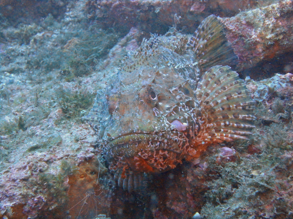Black Scorpionfish underwater Malta