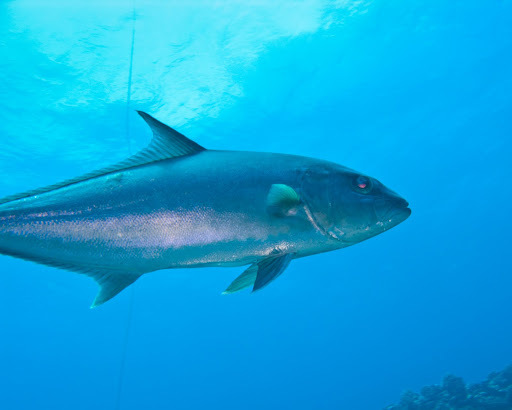 Greater Amberjack underwater Malta