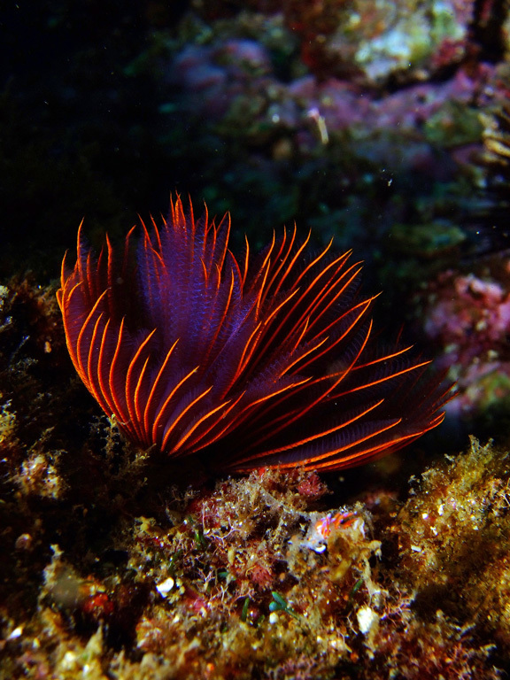 Red Tubeworm - Mediterranean marine life Malta