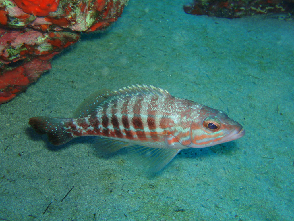 Comber underwater Malta