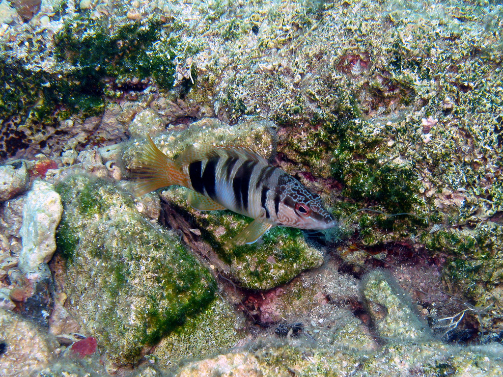 Painted Comber underwater Malta