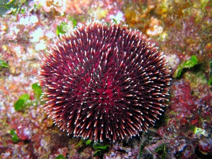 Violet Sea Urchin - Mediterranean marine life Malta