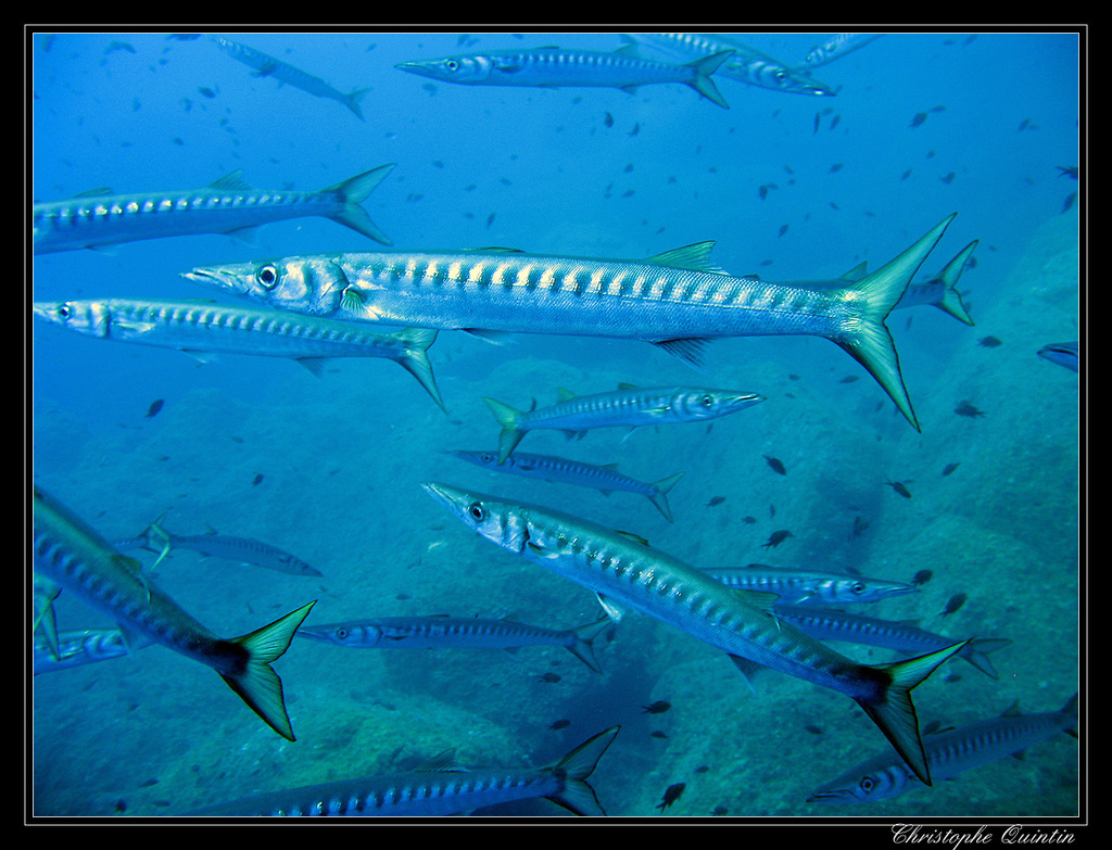 Yellowmouth Barracuda underwater Malta