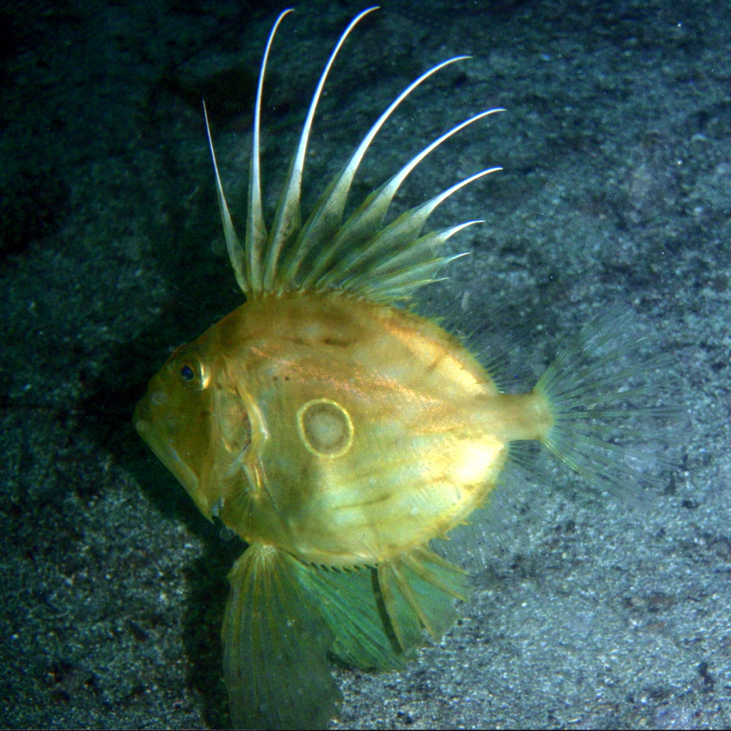 John Dory underwater Malta